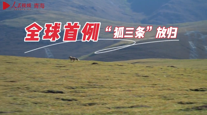 “狐三條”歸山！